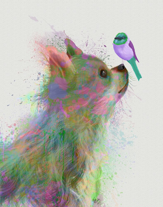 Picture of CHIHUAHUA, LONG HAIRED, RAINBOW SPLASH