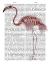 Picture of FLAMINGO SKELETON