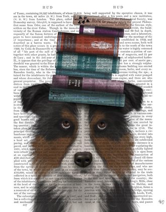 Picture of BORDER COLLIE, TRICOLOUR, AND BOOKS