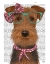 Picture of AIREDALE WITH GLASSES AND SCARF