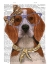 Picture of BEAGLE WITH GLASSES AND SCARF