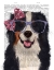 Picture of BERNESE WITH GLASSES AND BOW