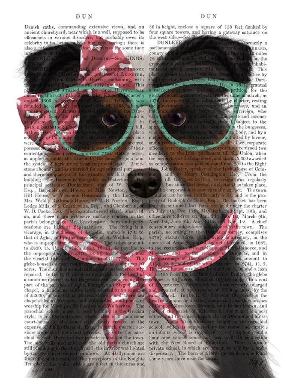 Picture of BORDER COLLIE, TRICOLOUR, WITH GLASSES AND SCARF