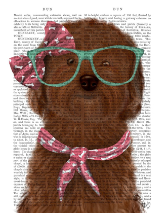 Picture of COCKERPOO, CHOCOLATE, WITH GLASSES AND SCARF