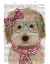 Picture of LABRADOODLE, CREAM, WITH GLASSES AND SCARF