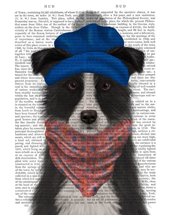 Picture of BORDER COLLIE IN BLUE BOBBLE HAT