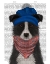 Picture of BORDER COLLIE IN BLUE BOBBLE HAT