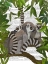 Picture of LEMUR FAMILY IN CANOPY