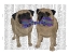 Picture of PUGS AND CLOTH BONE