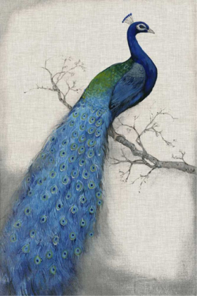 Picture of PEACOCK BLUE I