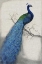 Picture of PEACOCK BLUE I