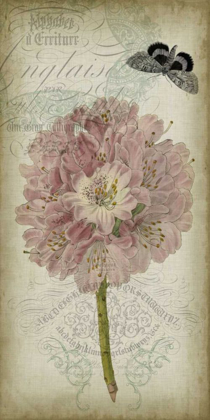 Picture of CARTOUCHE AND FLORAL II
