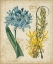 Picture of BOTANICAL REPERTOIRE II