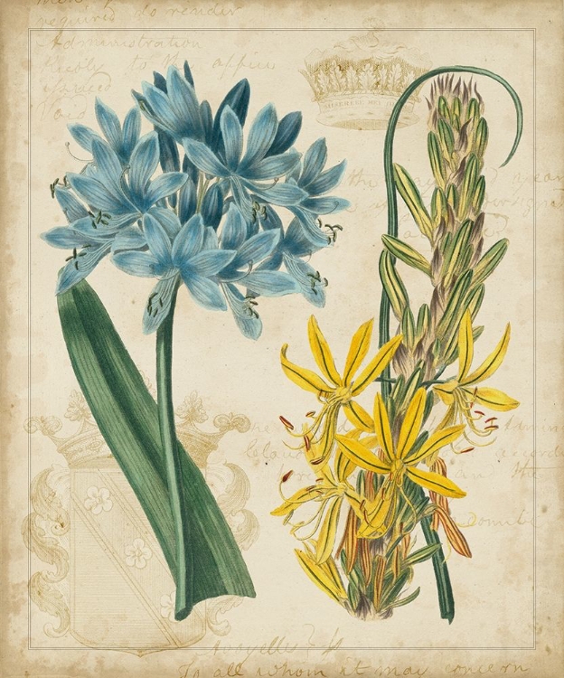 Picture of BOTANICAL REPERTOIRE II