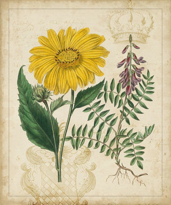 Picture of BOTANICAL REPERTOIRE III