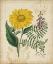 Picture of BOTANICAL REPERTOIRE III