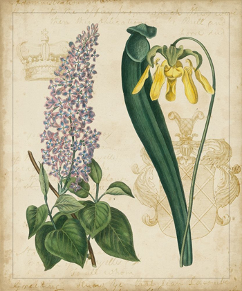 Picture of BOTANICAL REPERTOIRE IV