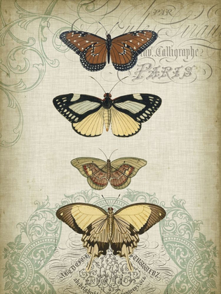 Picture of CARTOUCHE AND BUTTERFLIES I