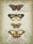 Picture of CARTOUCHE AND BUTTERFLIES I