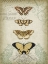 Picture of CARTOUCHE AND BUTTERFLIES II