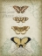Picture of CARTOUCHE AND BUTTERFLIES II