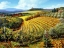 Picture of CHIANTI VINEYARDS