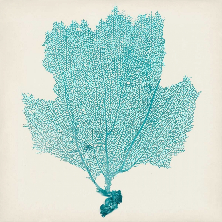 Picture of SEA FAN III