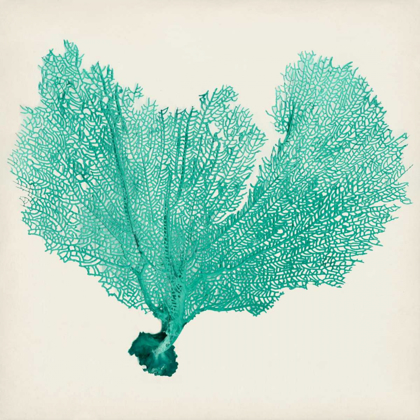 Picture of SEA FAN VI