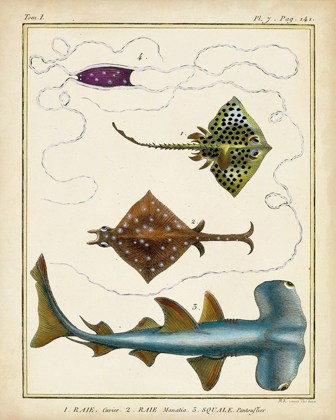 Picture of ANTIQUE RAYS AND FISH I