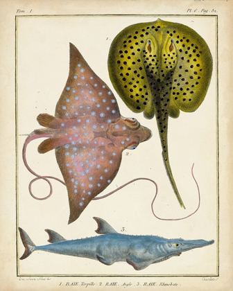 Picture of ANTIQUE RAYS AND FISH II