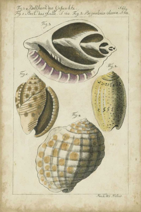 Picture of VINTAGE SHELL STUDY I