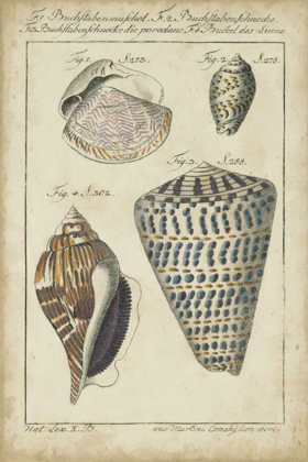Picture of VINTAGE SHELL STUDY II