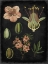 Picture of STUDY IN BOTANY I