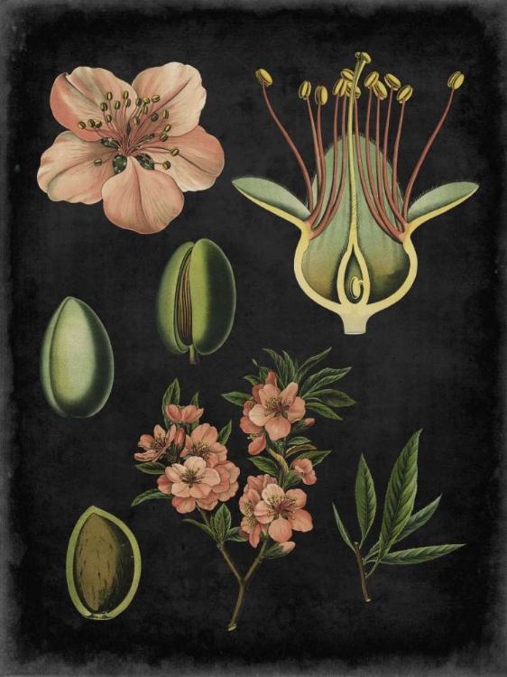 Picture of STUDY IN BOTANY I