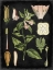 Picture of STUDY IN BOTANY II