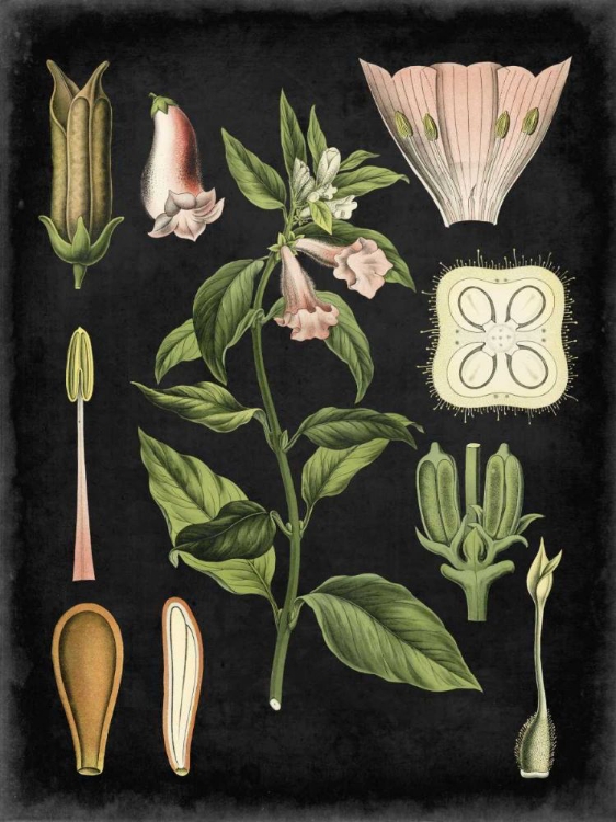 Picture of STUDY IN BOTANY II