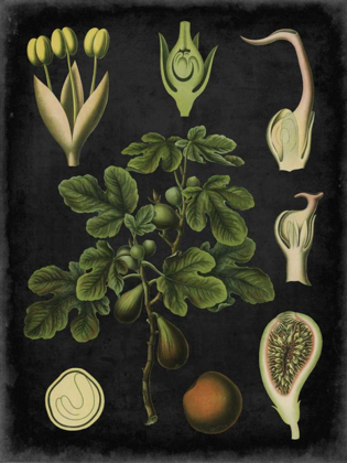 Picture of STUDY IN BOTANY IV