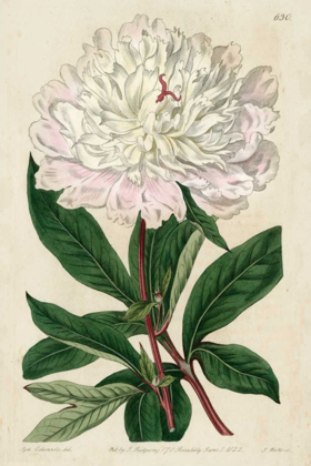 Picture of IMPERIAL FLORAL I