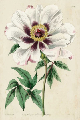Picture of IMPERIAL FLORAL II