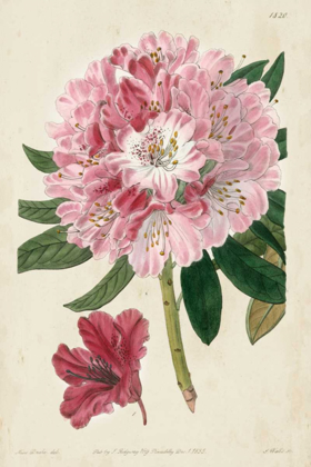 Picture of IMPERIAL FLORAL III