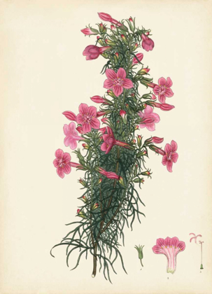 Picture of SPLENDORS OF BOTANY XII