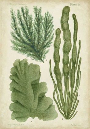 Picture of SEAWEED SPECIMEN IN GREEN I