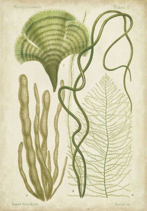 Picture of SEAWEED SPECIMEN IN GREEN II