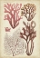 Picture of SEAWEED SPECIMEN IN CORAL II