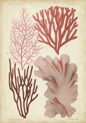 Picture of SEAWEED SPECIMEN IN CORAL III