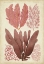 Picture of SEAWEED SPECIMEN IN CORAL IV