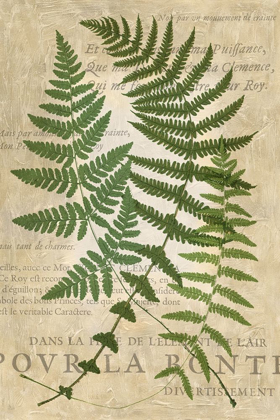 Picture of FERN FOLIO I