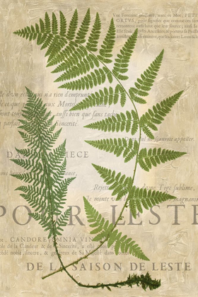 Picture of FERN FOLIO IV