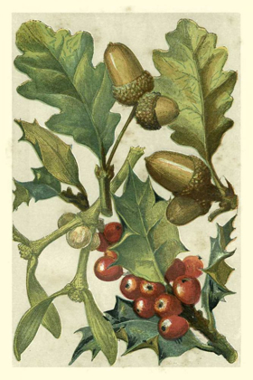 Picture of FRUITS AND FOLIAGE II