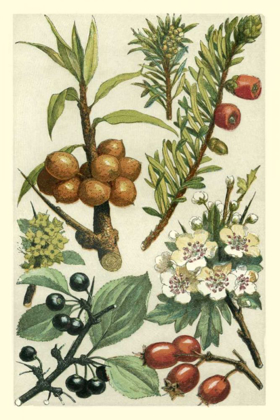 Picture of FRUITS AND FOLIAGE III